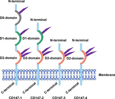 Role of CD147 in the development and diagnosis of hepatocellular carcinoma
